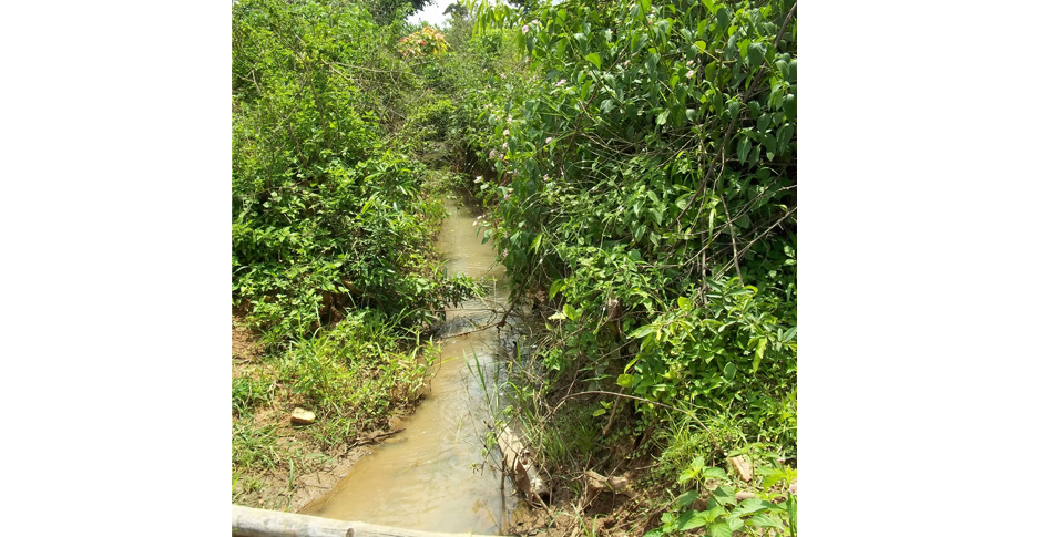 Forestry Development